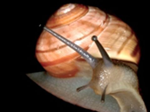 Gartenschnecke mit Haus auf schwarzem Hintergrund