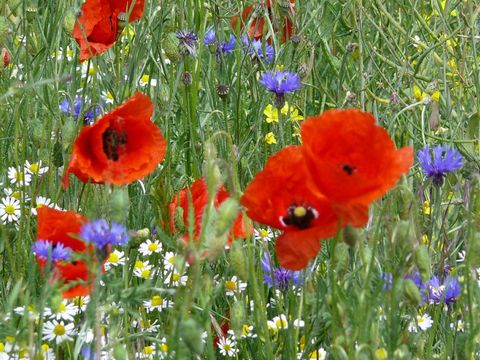 Sommerwiese mit Blumen