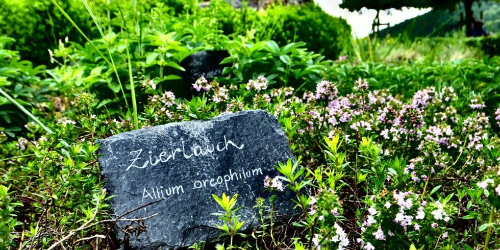 Kräuter in einem Garten mit einem Stein, der mit Zierlauch beschriftet ist