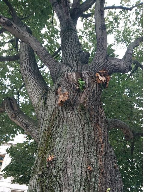 Bildvergrößerung: Baum Mehringdamm