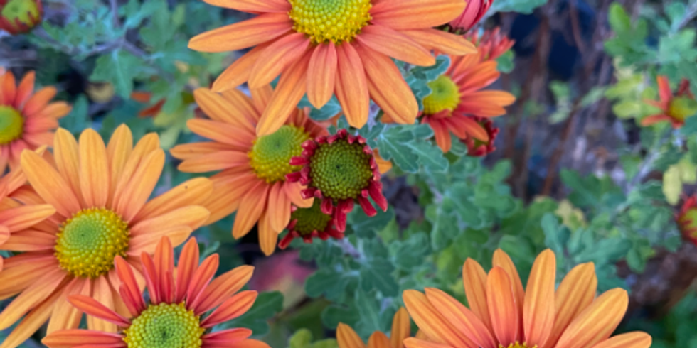 Die Blüte einer orange farbenden Blume steht im Vordergrund. Dahinter sind weitere Pflanzen und Knospen zu sehen.