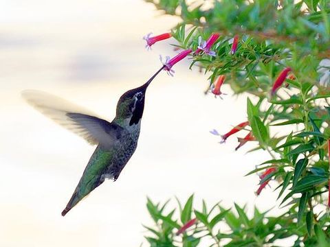 Gefährdeter kolumbianischer Kolibri