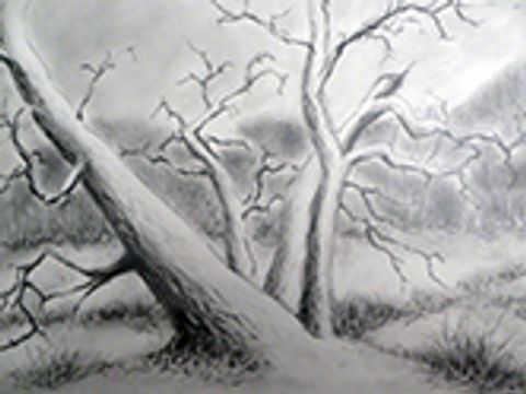 Bildvergrößerung: Baum-Zeichnung