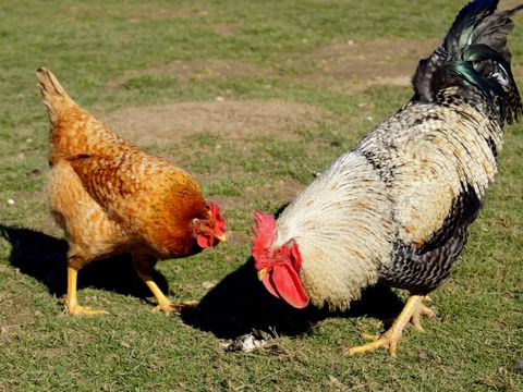 Huhn und Hahn bei der Futtersuche