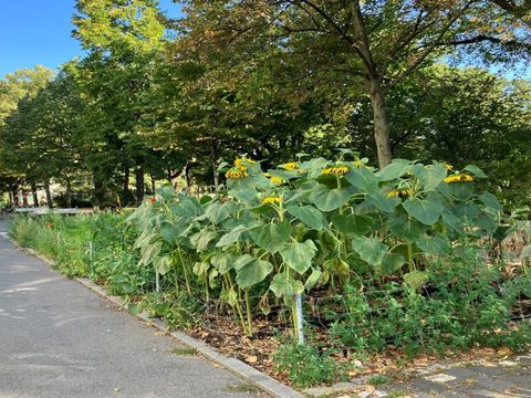 Sonnenblumen