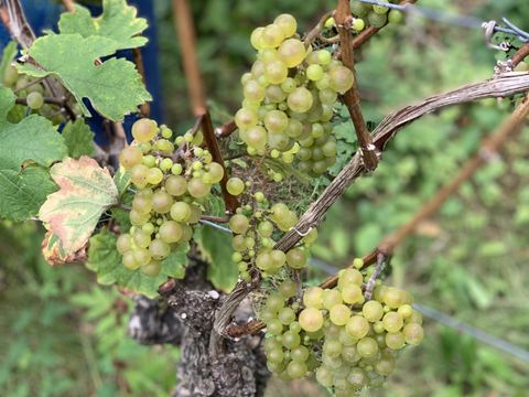 Kreuzberger Wein