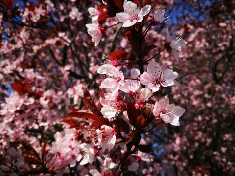 Kirschblüte