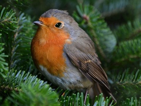 Ein bunter Vogel