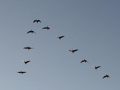 Wildgänse im Flug