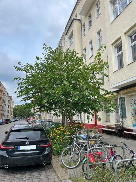 Bildvergrößerung: Freiligrathstraße in Kreuzberg / Friedrichshain-Kreuzberg, Weißer Maulbeerbaum (Morus alba), gepflanzt: Herbst 2020