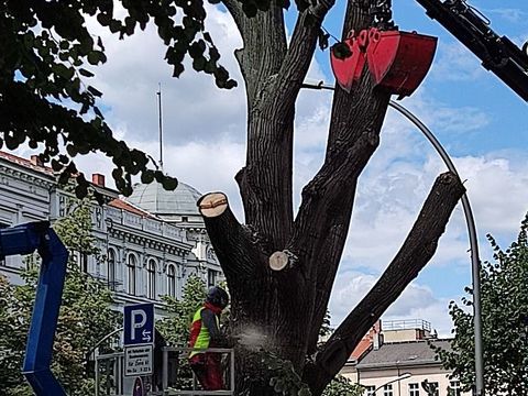 Fällung eines Straßenbaumes am Mehringdamm