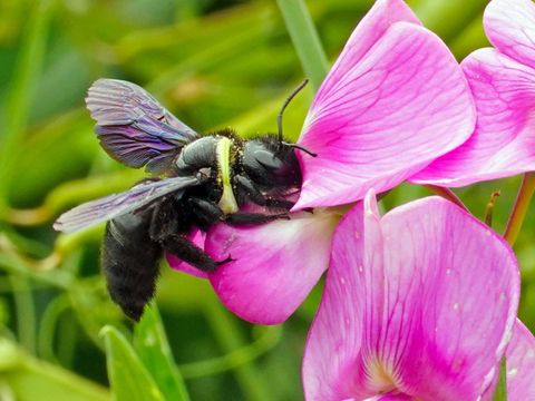 Bildvergrößerung: Eine Biene an einer Blume