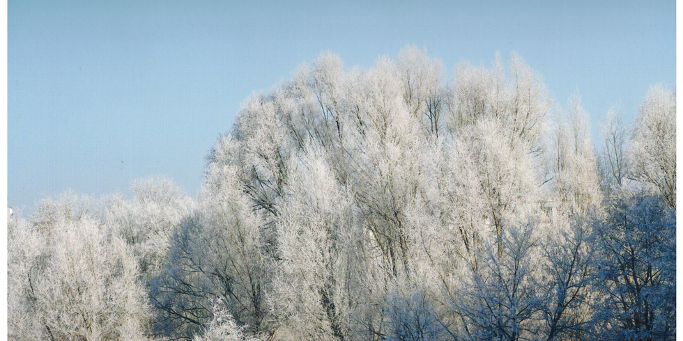 verschneite Bäume am Kienberg