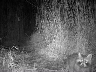 Waschbär - Foto einer Wildtierkamera