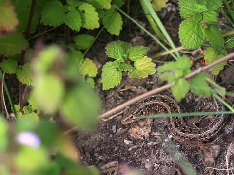 Zauneidechse versteckt sich im Gehölz