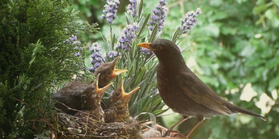 Amselnest im Blumenkasten