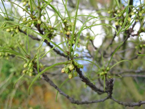 Rhamnus frangula 'Asplenifolia' - Geschlitztblättriger Faulbaum