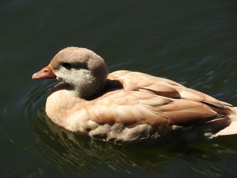 Mandarinenente im großen Teich im Volkspark Friedrichshain