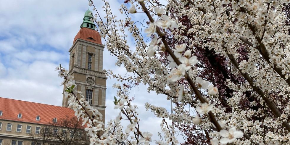 altes Gebäude mit Turm und davor ein Baum mit weißen Blüten