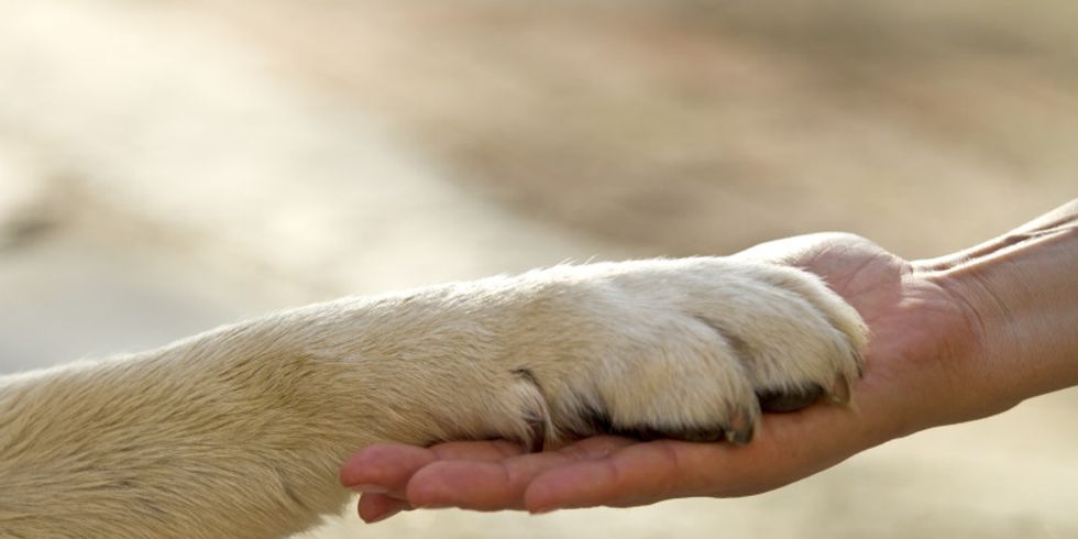 menschliche Hand hält Hundepfote