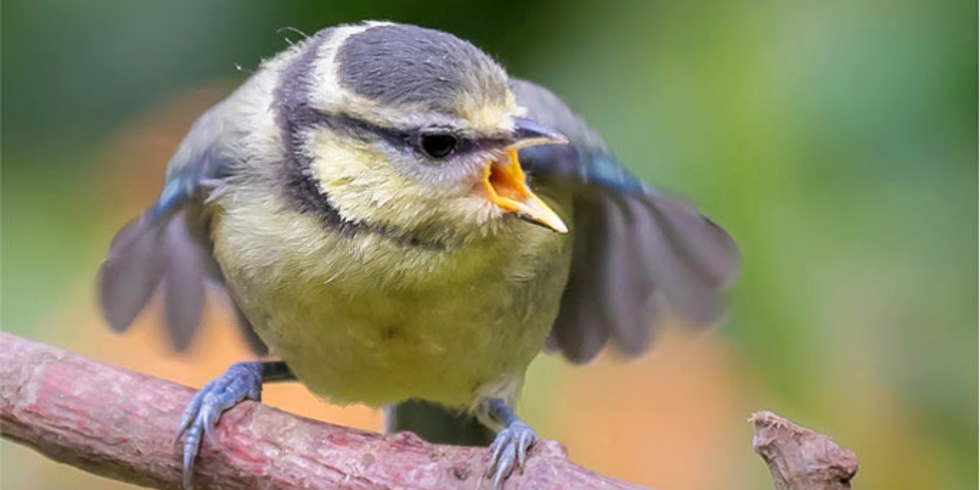 Blaumeise auf einem Ast