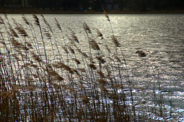 Stimmungsvoller Gorinsee