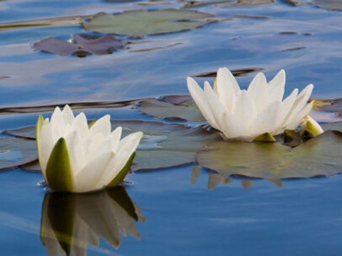 zwei weißen Seerosen auf der blauen Wasseroberfläche