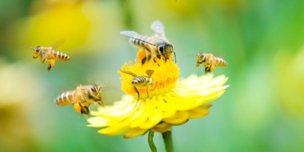 Biene auf einer Blüte