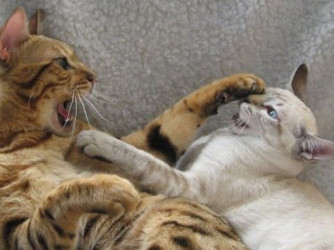 Zwei Katzen, die sich streiten