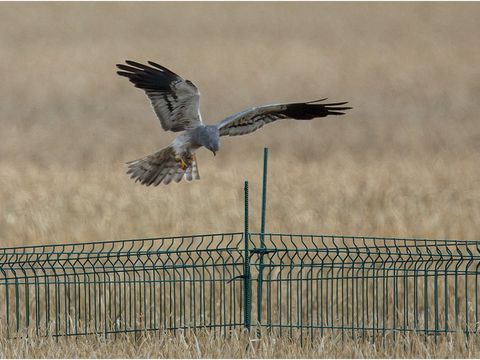 Wiesenweihe beim Anflug auf das geschützte Nest