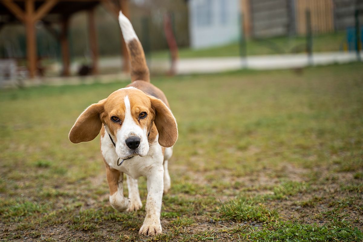 A beagle rescued from lab experimentation for veterinary products enjoys the open space of a grassy field at a Czech animal shelter. Their rescue gives them a chance for a new, safe, and happy life, and they acclimate to living outside a lab while waiting to be adopted. Czechia, 2023. Lukas Vincour / Zvirata Nejime / We Animals Media