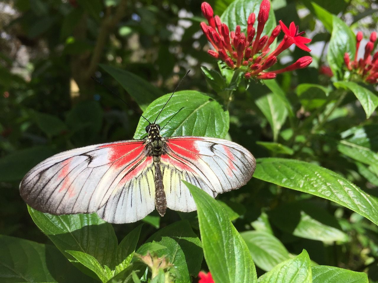 Schmetterling auf einer Blume