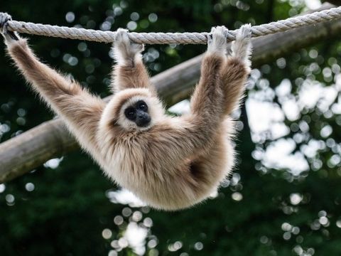 Gibbon im Tierpark Berlin