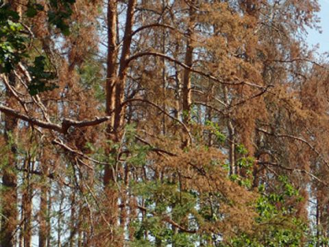 Bäume im Brandenburger Wald