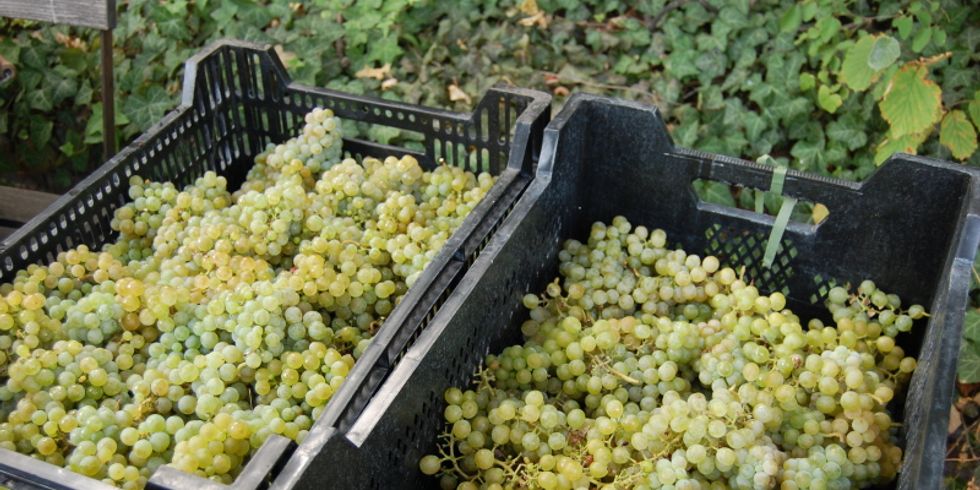 Weinlese am Kreuzberg