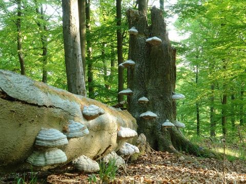 abgebrochener Baum im Wald von Baumpilzen bewachsen