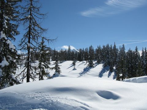 Schneebedeckter Waldboden