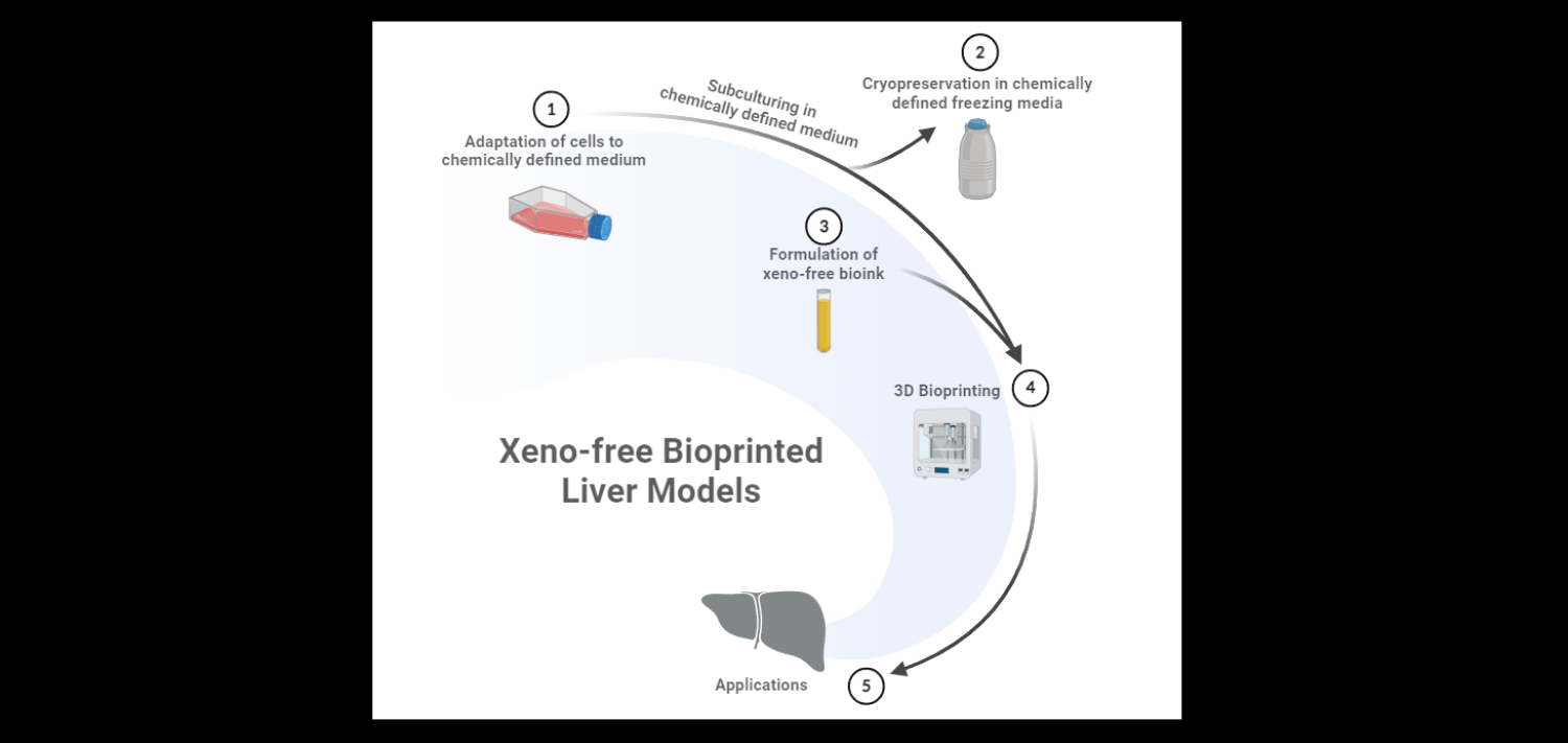 xeno-free-bioprinted-liver-models