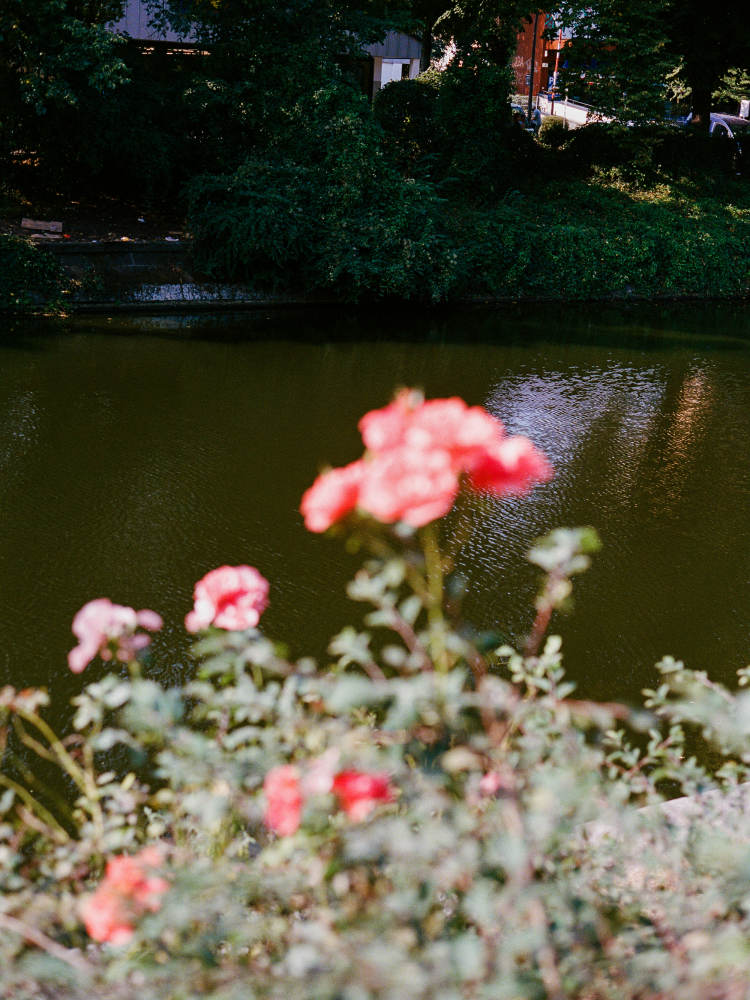 Rote Blüten vor einem Fluss im Neuköllner Kiez. Die Naturaufnahme steht für den Schutz und die Pflege der Umwelt im urbanen Raum.