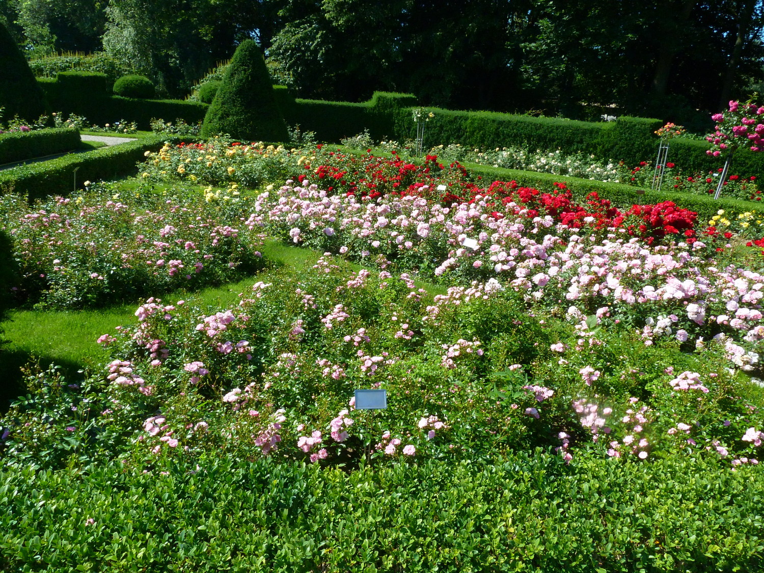 Rosengarten im Britzer Garten