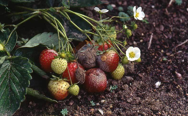 Botrytis an Erdbeere
