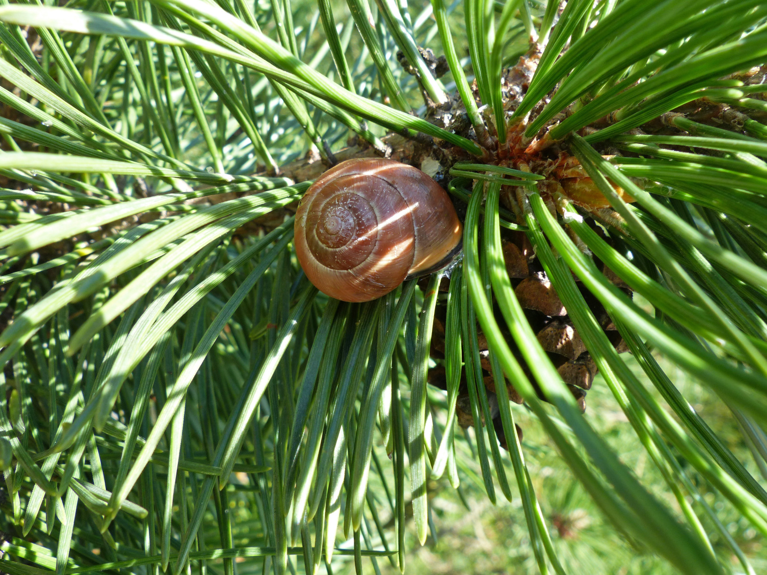 Schnecke in der Waldkiefer