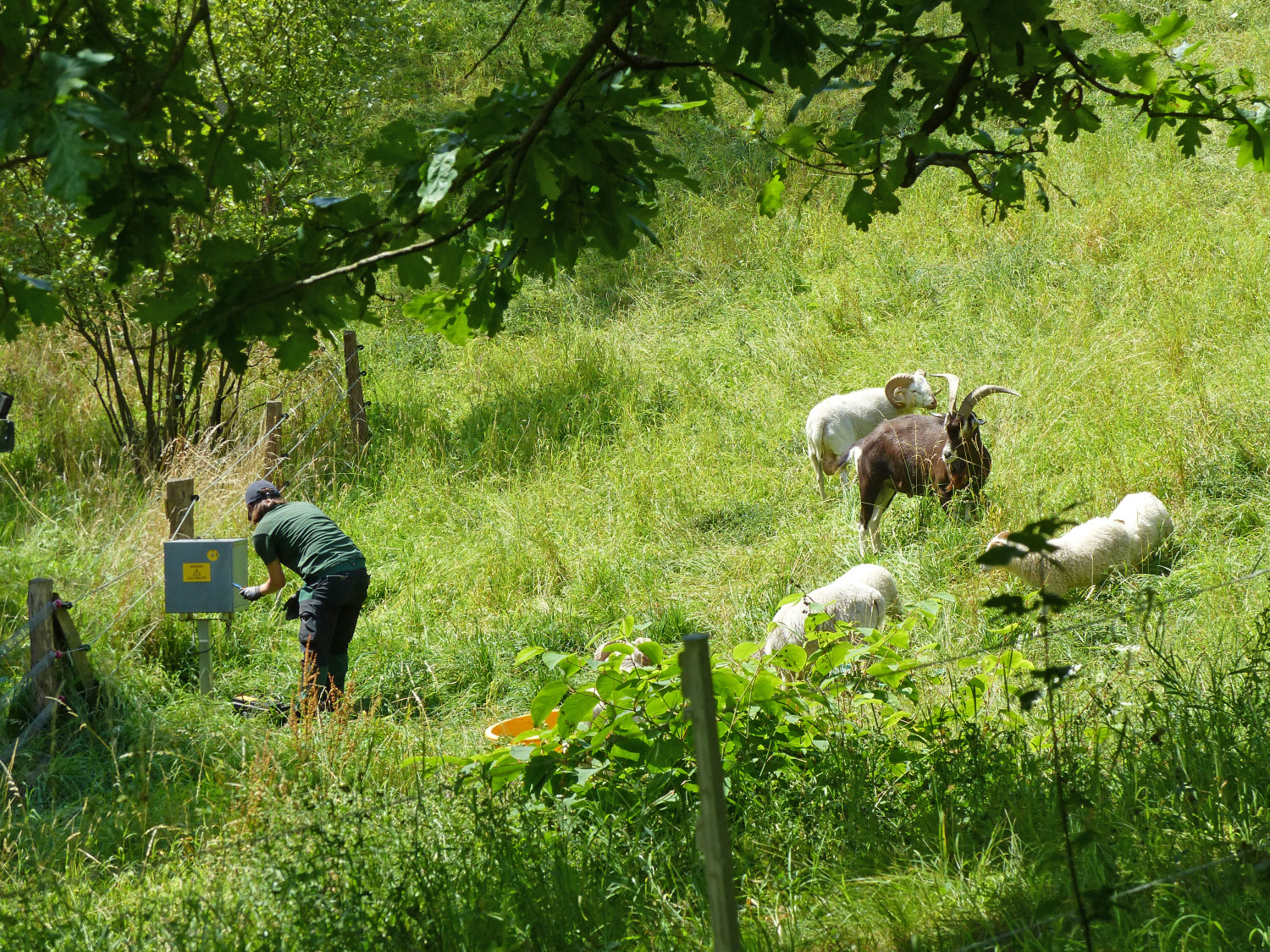 Wiederkäuer im Britzer Garten