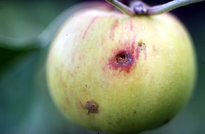Apfelwickler: Schadbild an der Frucht