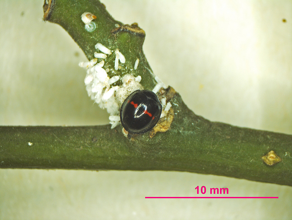 Marienkäfer, Schildlausfresser Chilocorus bipustulatus