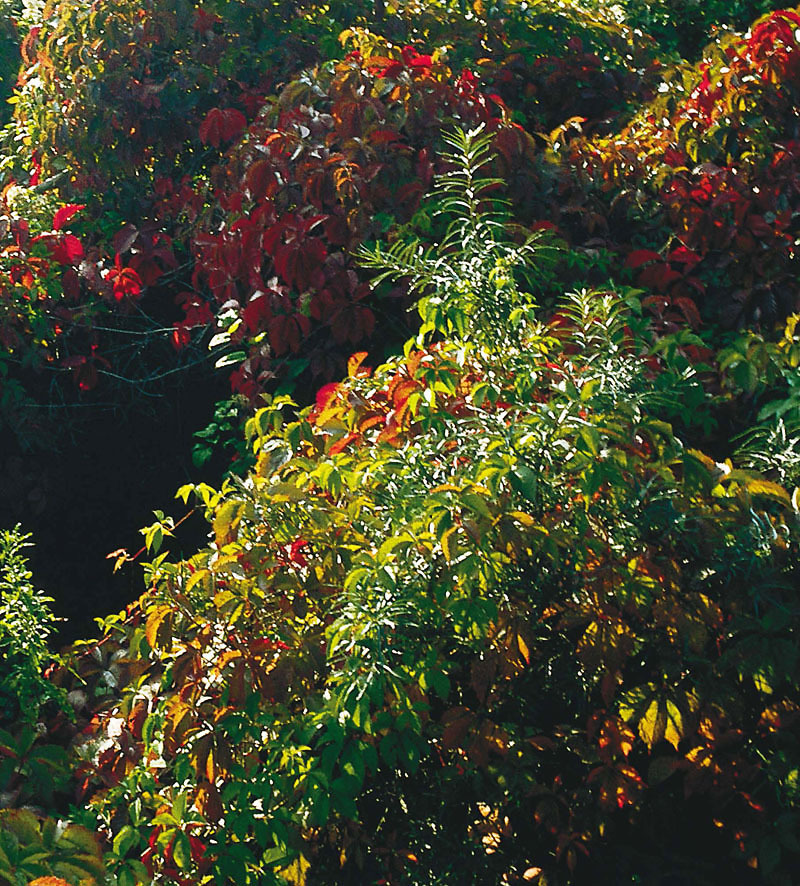 An einigen Bäumen und Büschen rankt Wilder Wein - auch Jungfernrebe genannt - in die Höhe. Mit Hilfe seiner Blattranken und Haftscheiben kann er auch bis zu zwanzig Meter hohe Mauern erklimmen. Das Laub dieses Wilden Weins besteht aus je fünf grünen Einzelblättchen, die an die Finger einer Hand erinnern. Einige Weinranken haben bereits die prachtvolle Herbstfärbung angenommen. Dunkelrot leuchten die Blätter in der Sonne.