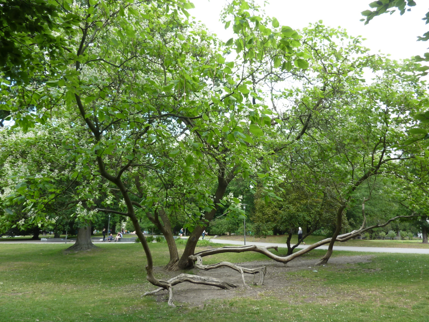 Trompetenbaum (Catalpa bignonioides) in Spandau