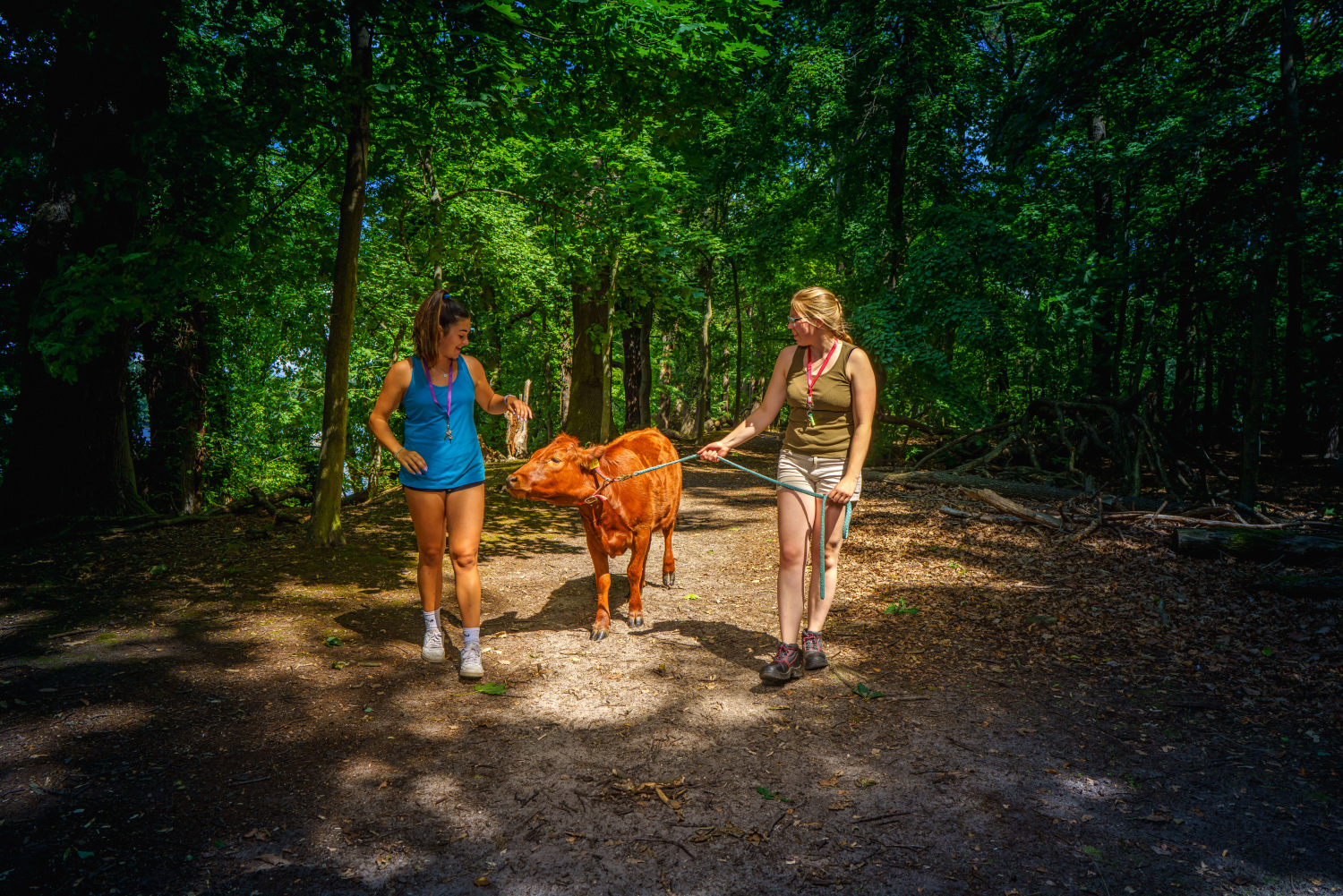 Zwei Mädchen fühen auf einem Waldweg eine Kuh spazieren