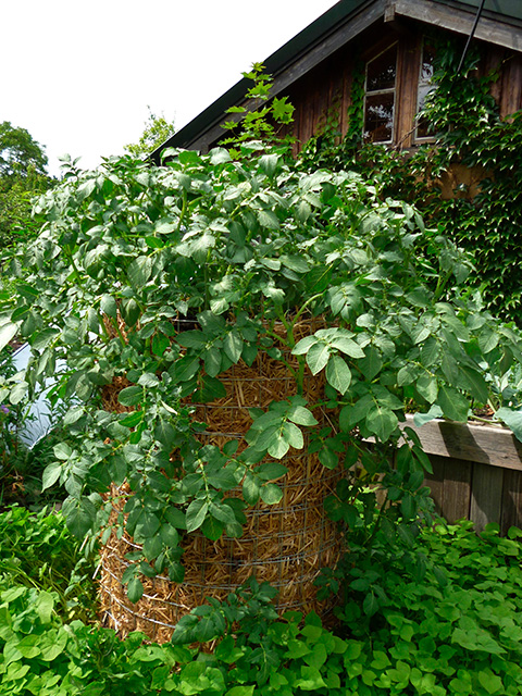 Kartoffelturm in voller Blüte